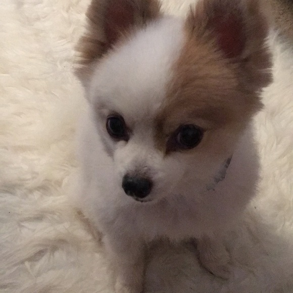 Meet your Posher, Tyronica $TyronicaPerez Cashapp - Picture 3 of 11